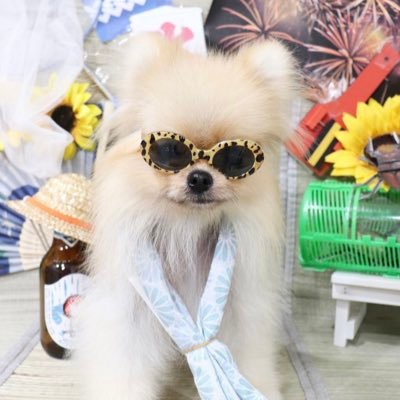 dinner_nextdoor's profile picture. 愛犬家🐶　港区と東金市 2拠点生活