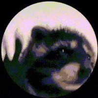 Soyface (@mistersoyface) 's Twitter Profile Photo