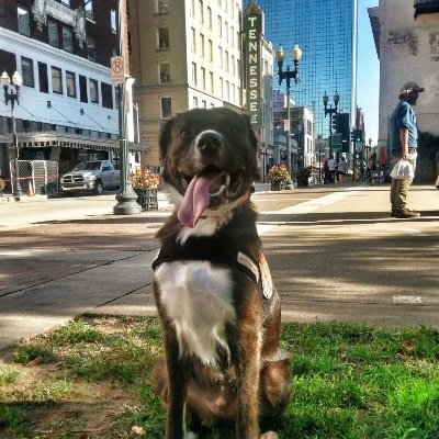 TobyTilley's profile picture. Retired 42 year multi-skilled journeyman craftsman member of USW Local Union and Steamfitter-Welders Local Union 🇺🇸 
 🇺🇸 Trump 2024 🇺🇸 Patriot 🇺🇸