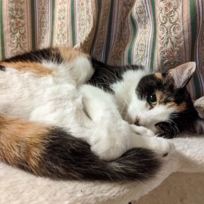 5TjysYbjT439207's profile picture. 出会った虫たちを撮っていくよ🦗🦋
たまに海で釣った魚たちも撮ってくよ🐟