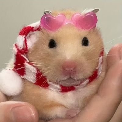 Coletânea de videos e fotos diárias sobre os hamsters mais fofos da Internet.