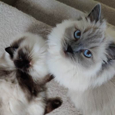 iiGGYxD's profile picture. 