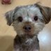 Lincoln Koike (@lincolnkoike) Twitter profile photo Lincoln Koike (@lincolnkoike) Twitter profile photo