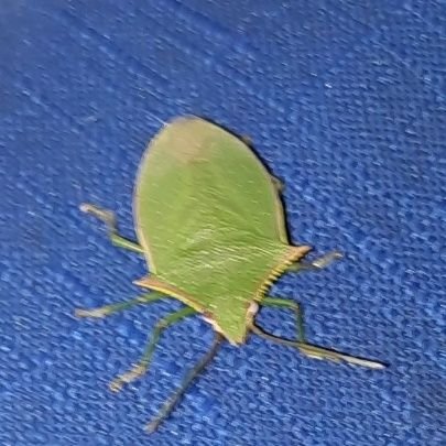 pacenio26's profile picture. Dabny Cloudbrah