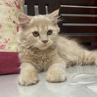 orarick's profile picture. 