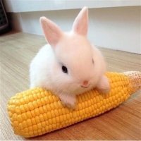 Rabbit Lover(@bunnyloverusa) 's Twitter Profile Photo