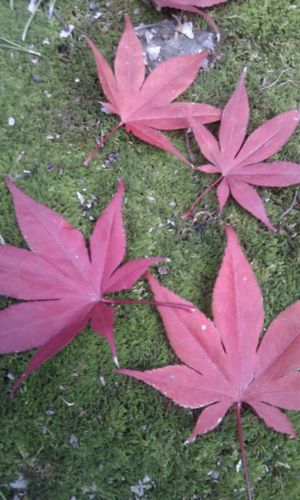 京都の植木屋です。よろしくお願いします。
日々の仕事や思いをつぶやいています。