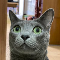 沖本 義和　🇯🇵🐈‍⬛ (@okidora1215) Twitter profile photo