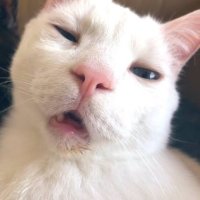 TrippytungแฟนคลับNo.2 (@isiwnbrvensisi) 's Twitter Profile