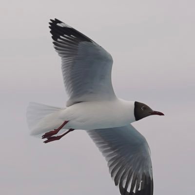 finnlzu's profile picture. 