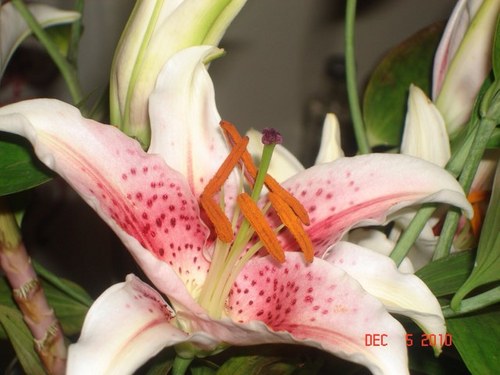 spunky_sace's profile picture. 