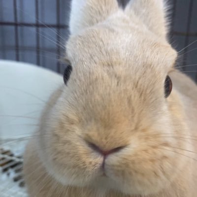 A__li__ce__usg's profile picture. うちゃぎの妖精アリスと主のくだらない日々を投稿してきます。たまに先住イッヌのチワンワン(ちるちる♀14歳)が登場する🐰フォーンカラーのネザーランドドワーフ🐰変なアカウントは即ブロックします。アリス【爆誕】2022.10月生まれの女の子