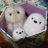 pilum0506's profile image
