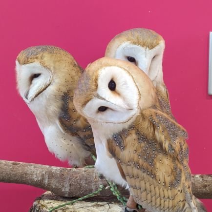 hbicg_shisyamo's profile picture. 火星に生息している深海魚（へびいちごししゃも）を火星人が養殖していましたが最近トレーナーになると行って旅立ち今は戦闘摂理解析システムにお熱らしいです…。
沼を自動的にマッピングしてくるオススメという機能に難儀してる。