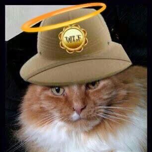 I'm a Large Ginger Norwegian Forest Cat called JAFFA. 🏴󠁧󠁢󠁷󠁬󠁳󠁿 Proud member of #WLF. #Zoomteam #Teab #GingerGward #Wlf10thBattalian