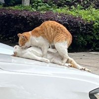 Graf_Hector (@graf_hector) 's Twitter Profile