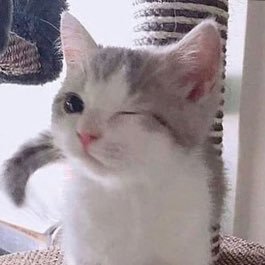 NYAMERO4's profile picture. 犬派です