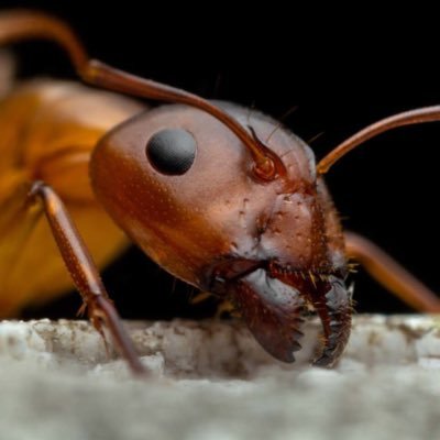 Ants are fucking awesome 🐜 any pronouns 🧌 part of the radical left 🛠
