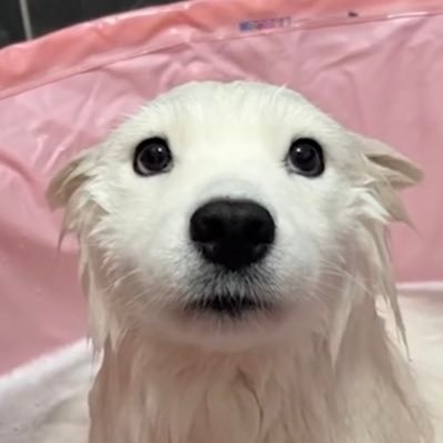 damshit__'s profile picture. 