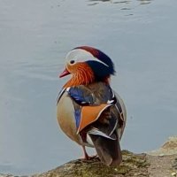 Katia Langer (@mw1222) 's Twitter Profile Photo