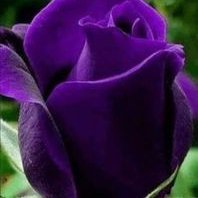 imaqtee02's profile picture. 