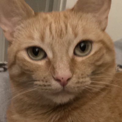 Ilovemeowmakers Profile Picture