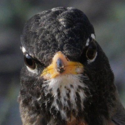 birding_dergn Profile Picture