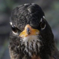 manifesting the NLX 🙏(@birding_dergn) 's Twitter Profile Photo