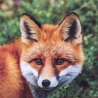 KEttU (@kettu76) 's Twitter Profile
