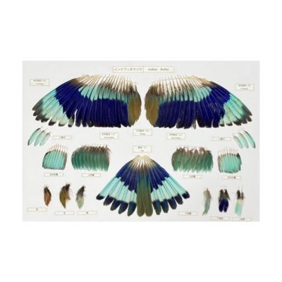 feather specimen (@Iy4SfxjToE29684) / X feather specimen (@Iy4SfxjToE29684) / X