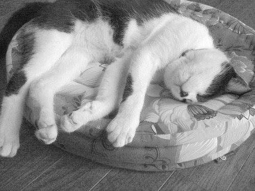 chuck1on's profile picture. Electric shamanic music, Laser projector and LED lighting system
Dark Electronic music.
アイヌ差別は許されません。 No racism against AINU
#FSL