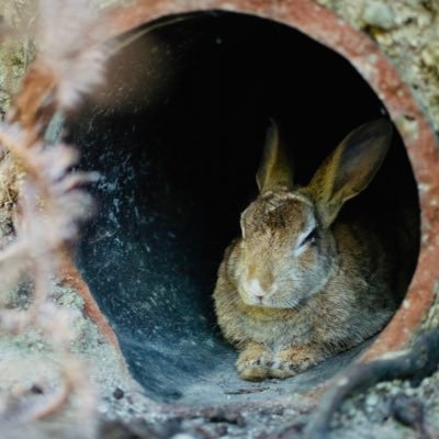 うさぎと写真が好きな一般男性です！