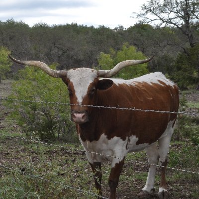 Catholic - Author of Thrillers - Texan by choice - Theologian and Child of God - Avid Reader - Scientist - Amateur Physicist - Lover of Dogs! - Lover of TRUTH!