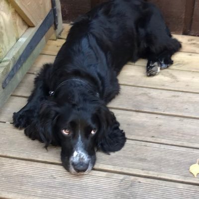 Course Manager at Skylark Golf and Country Club, CPFC ❤️💙 and have Ralph the cocker spaniel 🐶