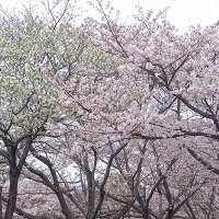 鮎川みつる (@ayukawa_mitsuru) 's Twitter Profile