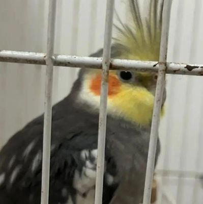 tiago1421_'s profile picture. 