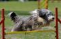 JumpDogAgility's profile picture. Our goal at http://t.co/FlcftERerU is to bring you the finest in dog agility products for both practice and competitive fun.