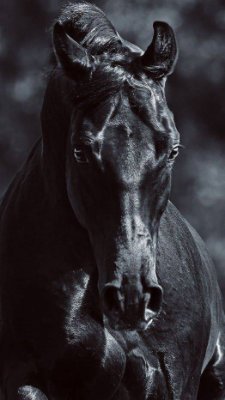 LASKASANDY's profile picture. 