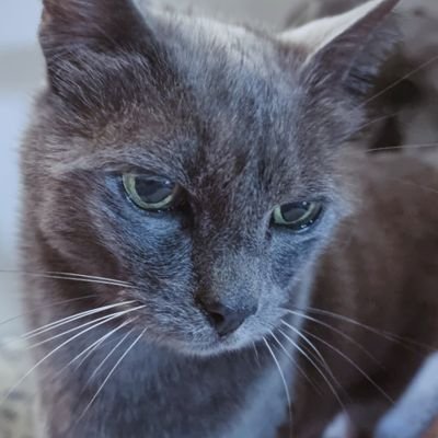 therealDMore's profile picture. The other big brother