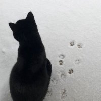 Lizzyyyyyyy🐱 (@lizzy_blueing) 's Twitter Profile Photo Lizzyyyyyyy🐱 (@lizzy_blueing) 's Twitter Profile Photo