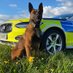 Glenn Myerscough, PD Echo, PD Sansa & TPD Quake (@GScoffa) Twitter profile photo