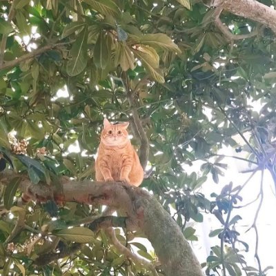 He out here, climbing trees.

https://t.co/yVkWdK4NNR