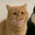 🐈 (@mmeowsom) Twitter profile photo 🐈 (@mmeowsom) Twitter profile photo