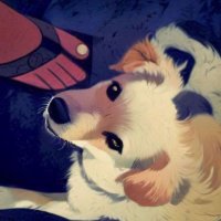 Stray the Dog (@straydogeth) 's Twitter Profile