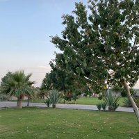 حصه العجلان (@hustler1244) 's Twitter Profile
