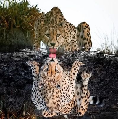 el_leejah's profile picture. Anti-You☠️