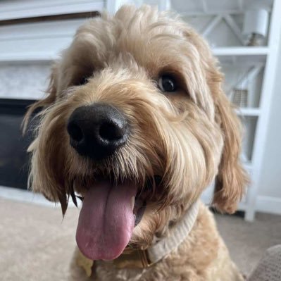 loubird11's profile picture. 