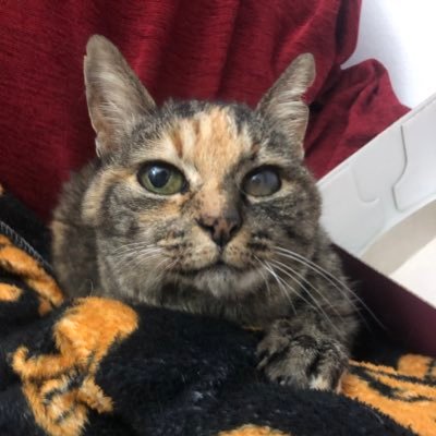 Evelynencia's profile picture. Tita bollera, abuela perikita en potencia