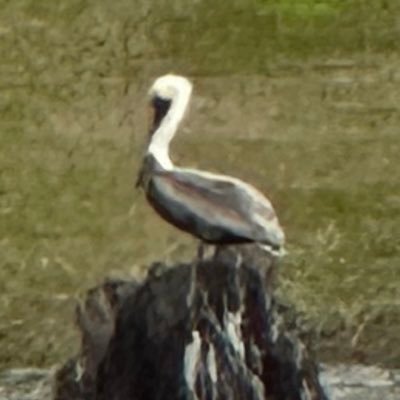 ConnieLAFC's profile picture. 