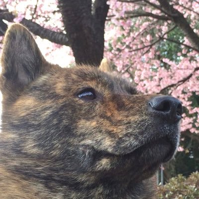 甲斐犬 龍馬と甲斐犬 つむぎとたまに柴犬さくらの日常甲斐話です。2014/2/6はちょろの命日。2020/1/14はさくらの命日。